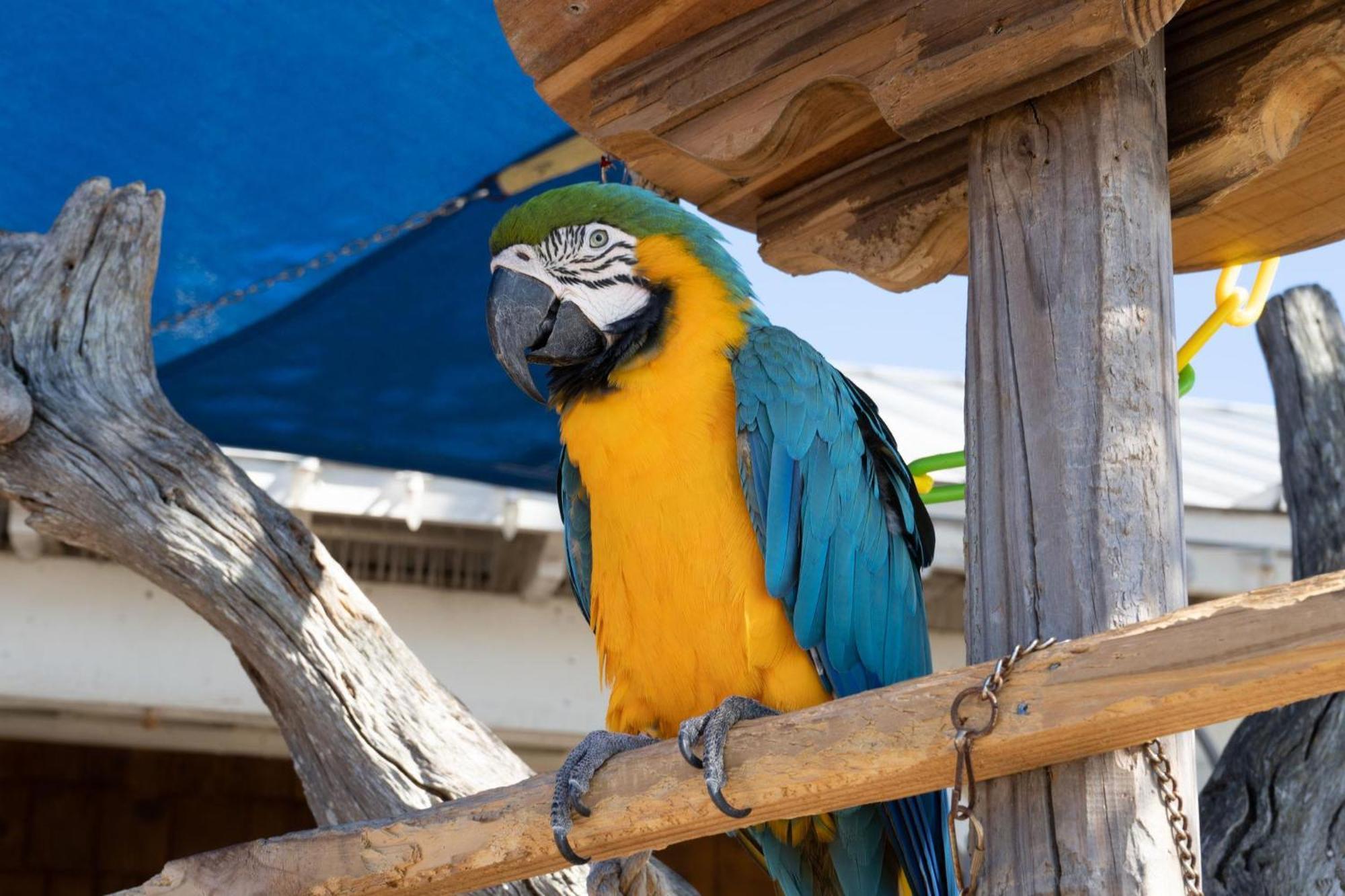 מיראמר ביץ' Sandestin Golf And Beach Resort מראה חיצוני תמונה